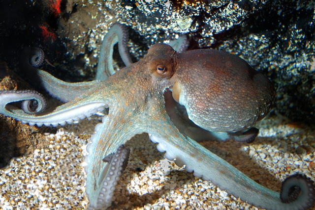 jcs-octopus-vulgaris-35050